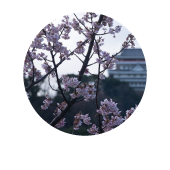 Atami Sakura