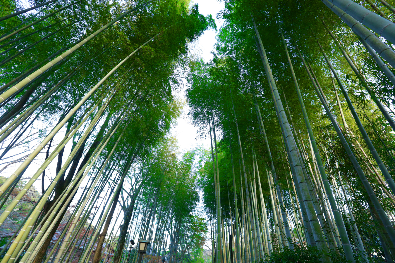 Shuzenji Bamboo Forest Path ป่าไผ่ เมืองชูเซนจิ