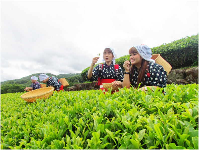 กิจกรรมเก็บยอดชาเขียวที่ญี่ปุ่น