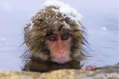 ชมลิงญี่ปุ่นแก้มแดงแช่บ่อน้ำร้อนท่ามกลางหิมะ