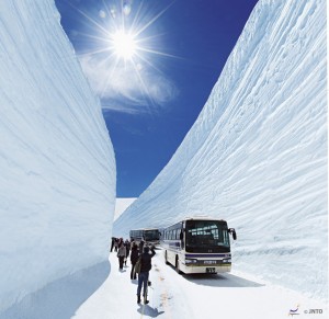 กำแพงหิมะในหุบเขาแอลป์ญี่ปุ่น