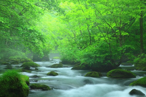 ลำธารโออิระเซะในช่วงต้นฤดูร้อน (Oirase Stream)