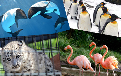 สวนสัตว์ พิพิธภัณฑ์สัตว์น้ำ และดินแดนแห่งสัตว์ต่างๆ