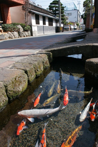Image result for shimabara koi