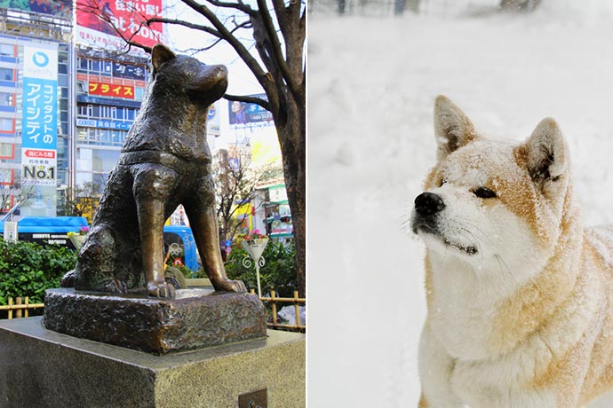 Хатико в каком городе. Статуя Хатико Сибуя. Памятник собаке Хатико в Японии. Статуя Хатико у станции Сибуя. Памятник Акита ину.
