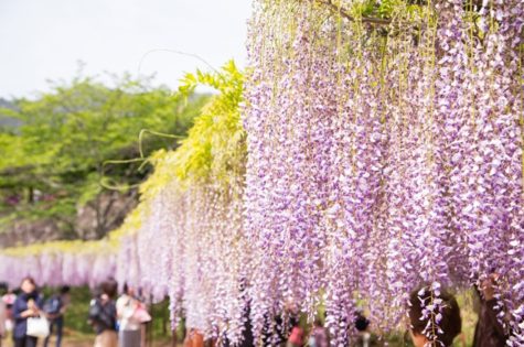 wisteria-fuji-flower-06