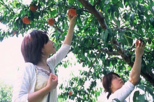fruit-in-summer-10