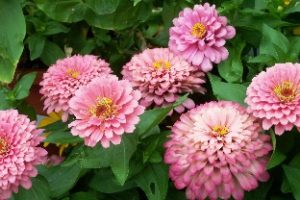 kanto-flowers-garden-03