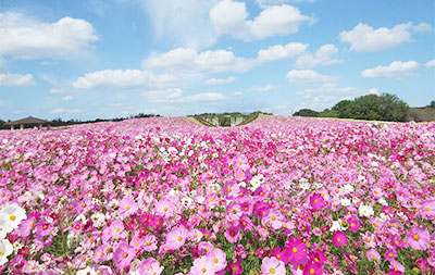 เดินเที่ยวชม ทุ่งดอกไม้หลากสี ที่ภูมิภาคคิวชูกันเถอะ!