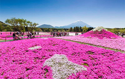 เดินเล่นกลางทุ่งดอกไม้ในฤดูใบไม้ผลิ ที่ญี่ปุ่น