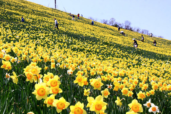 spring-flower-garden-02