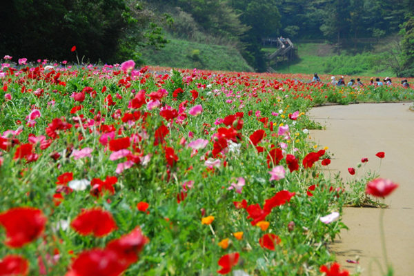 spring-flower-garden-03