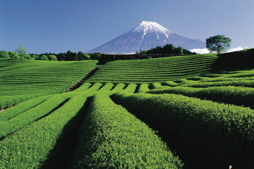 shizuoka-tea-plantation-01