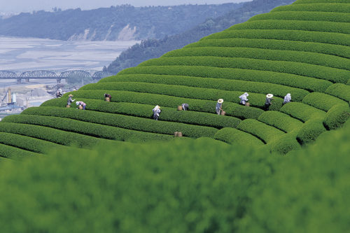 shizuoka-tea-plantation-07