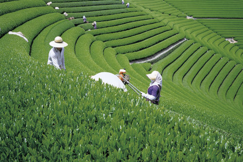 shizuoka-tea-plantation-08