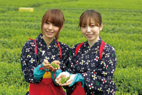 shizuoka-tea-plantation-09