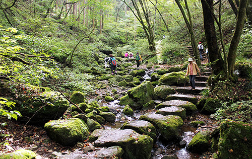 แนะนำเส้นทางเดินป่าในฤดูใบไม้ผลิที่ญี่ปุ่น