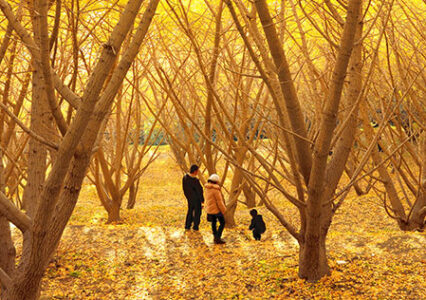 5-recommended-spots-autumn-leaves-in-kyushu-01