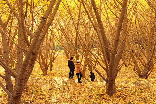 5-recommended-spots-autumn-leaves-in-kyushu-09
