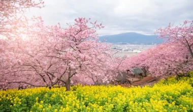 แนะนำ 5 สถานที่ชมฮายาซากิซากุระ (Hayazaki Sakura)