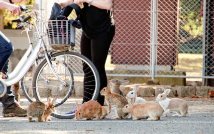 cute-rabbits-okunoshima-island-06