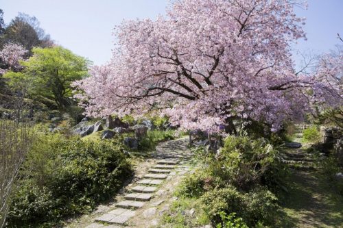 สวนพฤกษศาสตร์มาคิโนะ จังหวัดโคชิ (Kochi Prefectural Makino Botanical Garden),