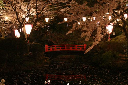 งานประดับไฟให้ดอกซากุระที่สะพานแดง สวนสาธารณะอุทสึบุกิ (Light up at Utsubuki Park)