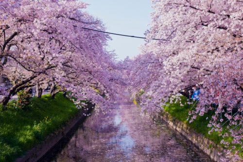 Cherry Blossom (Sakura) along Gojo river, Iwakura City, Aichi Prefecture, Japan