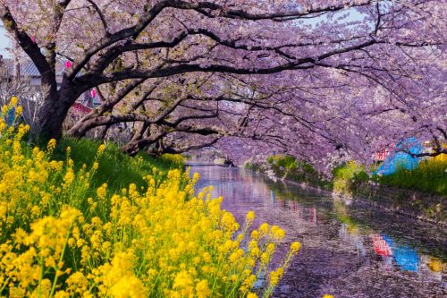 Cherry Blossom (Sakura) along Gojo river, Iwakura City, Aichi Prefecture, Japan