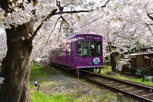 Kyoto, Japan / April 1, 2018 : The Keifuku Randen Tram Line with Cherry blossom