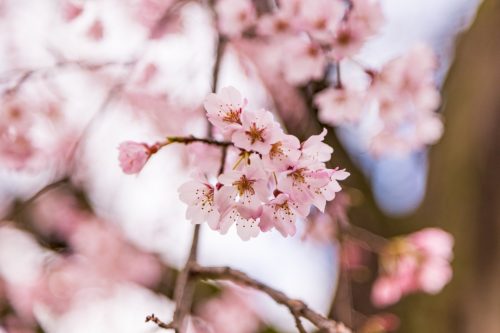 close up pink sakura (Yamazakura) blossom near Osaka castle