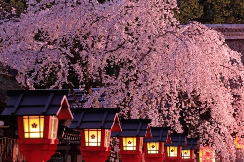 Cherry blossoms in Hirano-jinja shrine, Kyoto Japan