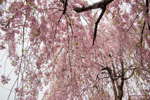 Beautiful pink Shidarezakura(Weeping Cherry blossoms) on the Nicchu Line,Kitakata,Fukushima,Tohoku,Japan