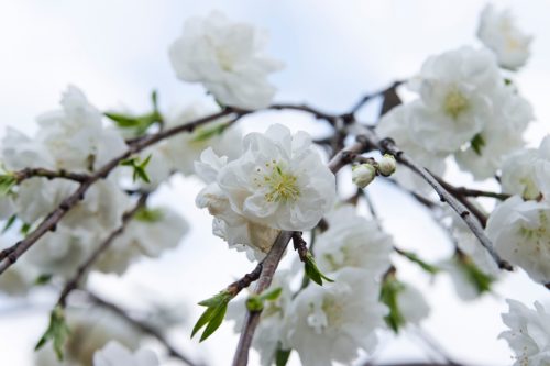 This cherry blossom is called "Oshimazakura" in Japan.