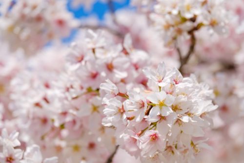 Cherry blossoms in full bloom, Someiyoshino