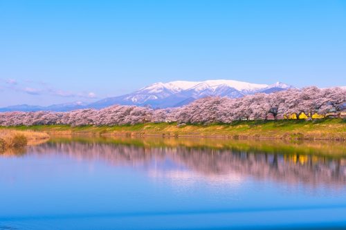 Shiroishigawa-tsutsumi Hitome Senbonzakura, Cherry blossoms with snow-covered Zao Mountain in background along the bank of Shiroishi river in Funaoka Castle Ruin Park, Sendai, Miyagi prefecture, Japan