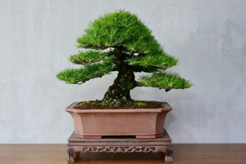 Old Japanese black pine bonsai