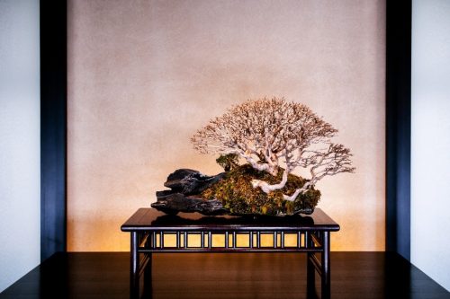 DEC 10, 2012 Omiya, Saitama, JAPAN - Beautiful Bonsai on wooden table in traditional Japanese style room at Omiya Bonsai Museum in Bonsai village