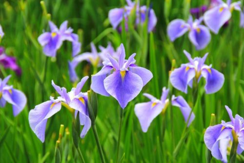 The Japanese iris which was made a kind in the about 16th century called Hanashobu
