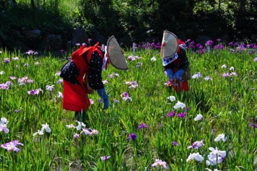YOKOSUKA, KANAGAWA PREFECTURE / JAPAN - JUNE 2nd, 2018: Two Women in Traditional Japanese Wattle Hats and Working Kimonos Removing Dead Flowers in Yokosuka Iris Garden