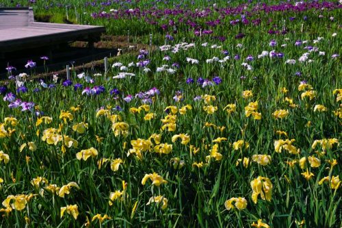 Colorful Iris Flowers Blooming in Yokosuka Iris Garden